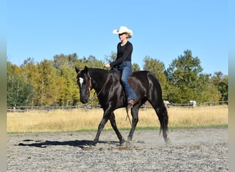 American Quarter Horse, Castrone, 5 Anni, Morello