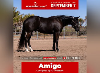 American Quarter Horse, Castrone, 5 Anni, Morello