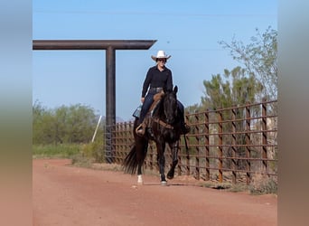 American Quarter Horse, Castrone, 5 Anni, Morello