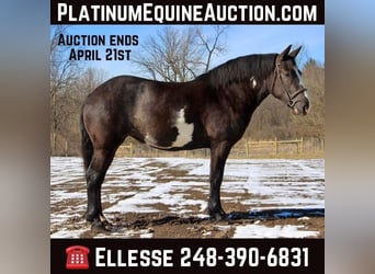 American Quarter Horse, Castrone, 5 Anni, Overo-tutti i colori