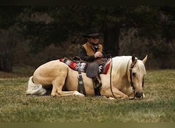 American Quarter Horse, Castrone, 5 Anni, Palomino