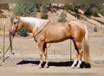 American Quarter Horse, Castrone, 5 Anni, Palomino