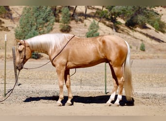 American Quarter Horse, Castrone, 5 Anni, Palomino