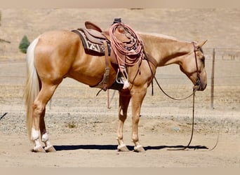 American Quarter Horse, Castrone, 5 Anni, Palomino