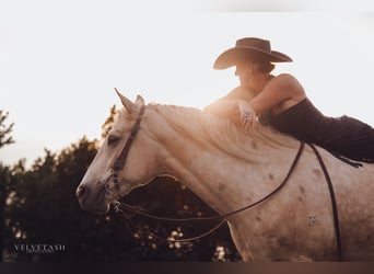 American Quarter Horse, Castrone, 5 Anni, Palomino