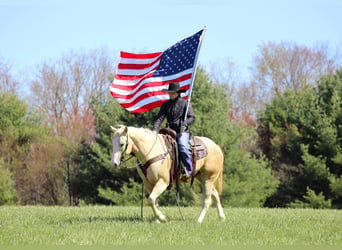 American Quarter Horse, Castrone, 5 Anni, Palomino