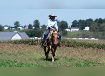 American Quarter Horse, Castrone, 5 Anni, Palomino