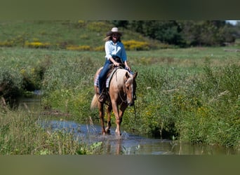 American Quarter Horse, Castrone, 5 Anni, Palomino
