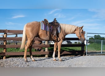 American Quarter Horse, Castrone, 5 Anni, Palomino