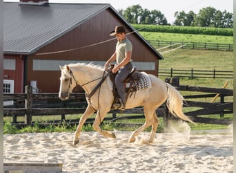 American Quarter Horse, Castrone, 5 Anni, Palomino