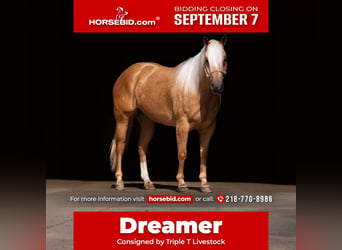 American Quarter Horse, Castrone, 5 Anni, Palomino