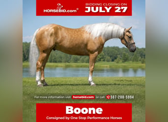 American Quarter Horse, Castrone, 5 Anni, Palomino