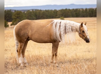 American Quarter Horse, Castrone, 5 Anni, Palomino