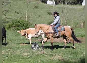 American Quarter Horse, Castrone, 5 Anni