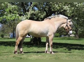 American Quarter Horse, Castrone, 5 Anni, Pelle di daino