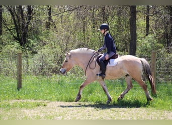 American Quarter Horse, Castrone, 5 Anni, Pelle di daino