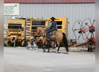 American Quarter Horse, Castrone, 5 Anni, Pelle di daino