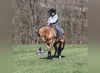 American Quarter Horse, Castrone, 5 Anni, Pelle di daino