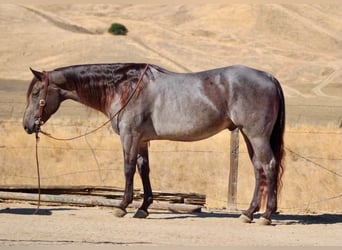 American Quarter Horse, Castrone, 5 Anni, Pelle di daino