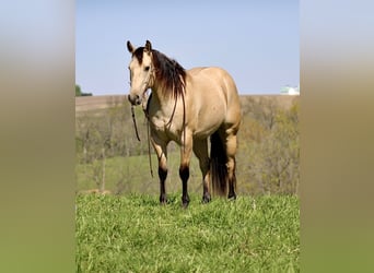 American Quarter Horse, Castrone, 5 Anni, Pelle di daino