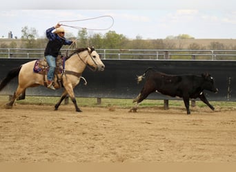 American Quarter Horse, Castrone, 5 Anni, Pelle di daino