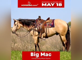 American Quarter Horse, Castrone, 5 Anni, Pelle di daino