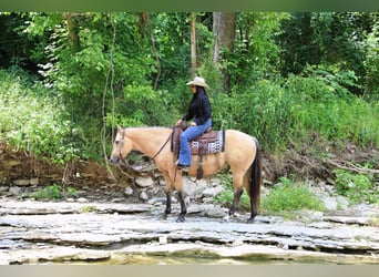 American Quarter Horse, Castrone, 5 Anni, Pelle di daino