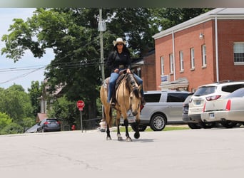 American Quarter Horse, Castrone, 5 Anni, Pelle di daino