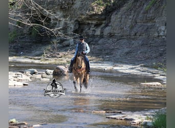 American Quarter Horse, Castrone, 5 Anni, Pelle di daino