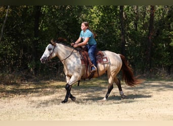 American Quarter Horse, Castrone, 5 Anni, Pelle di daino