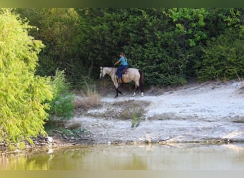 American Quarter Horse, Castrone, 5 Anni, Pelle di daino