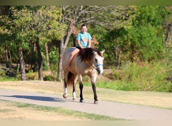 American Quarter Horse, Castrone, 5 Anni, Pelle di daino