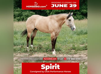 American Quarter Horse, Castrone, 5 Anni, Pelle di daino