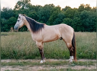 American Quarter Horse, Castrone, 5 Anni, Pelle di daino