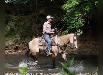American Quarter Horse, Castrone, 5 Anni, Pelle di daino