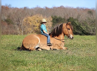 American Quarter Horse, Castrone, 5 Anni, Pelle di daino