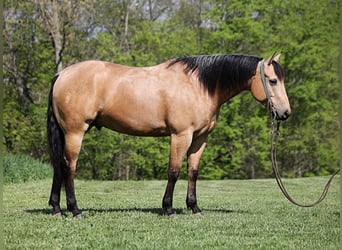 American Quarter Horse, Castrone, 5 Anni, Pelle di daino