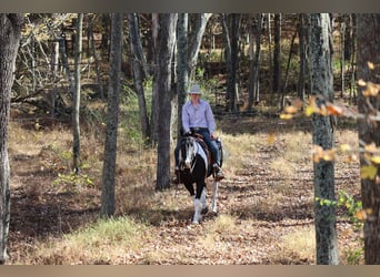 American Quarter Horse, Castrone, 5 Anni, Pezzato