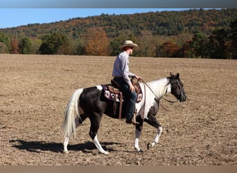 American Quarter Horse, Castrone, 5 Anni, Pezzato