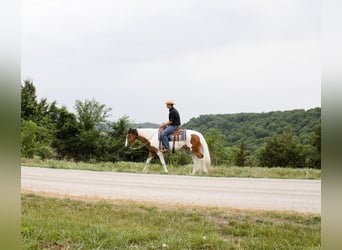 American Quarter Horse, Castrone, 5 Anni, Pezzato