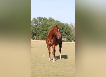 American Quarter Horse, Castrone, 5 Anni, Rabicano