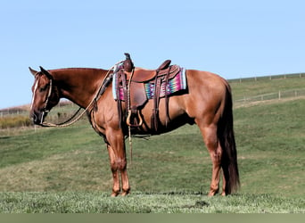 American Quarter Horse, Castrone, 5 Anni, Red dun