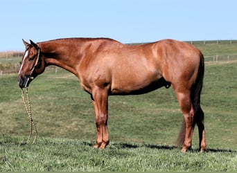 American Quarter Horse, Castrone, 5 Anni, Red dun