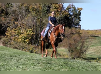 American Quarter Horse, Castrone, 5 Anni, Red dun