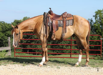 American Quarter Horse, Castrone, 5 Anni, Red dun