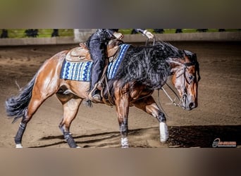 American Quarter Horse, Castrone, 5 Anni