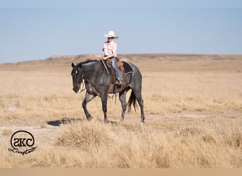 American Quarter Horse, Castrone, 5 Anni, Roano blu