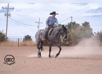 American Quarter Horse, Castrone, 5 Anni, Roano blu