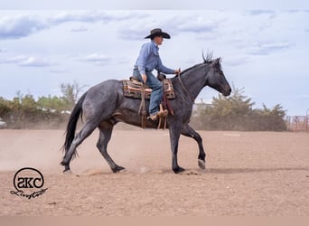American Quarter Horse, Castrone, 5 Anni, Roano blu