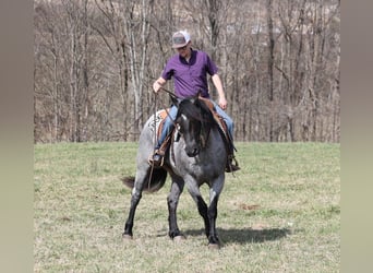 American Quarter Horse, Castrone, 5 Anni, Roano blu